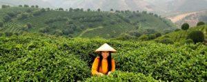 Подробнее о статье Чайное путешествие к чайным истокам: Китай