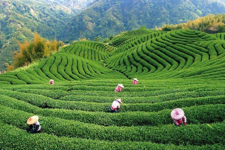 lao3 - Чайное путешествие по Китаю