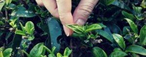 Подробнее о статье Дегустация свежих зеленых чаев