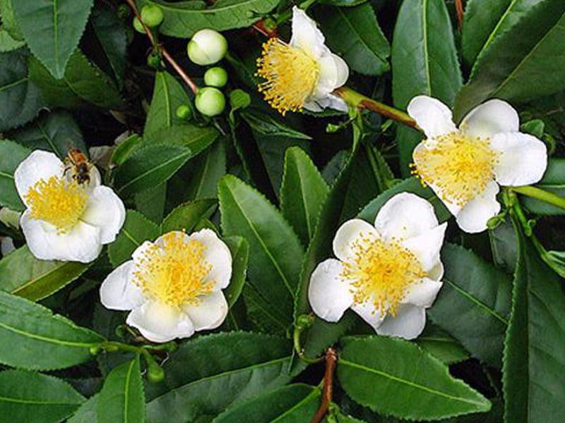 cvety - Чайная ботаника